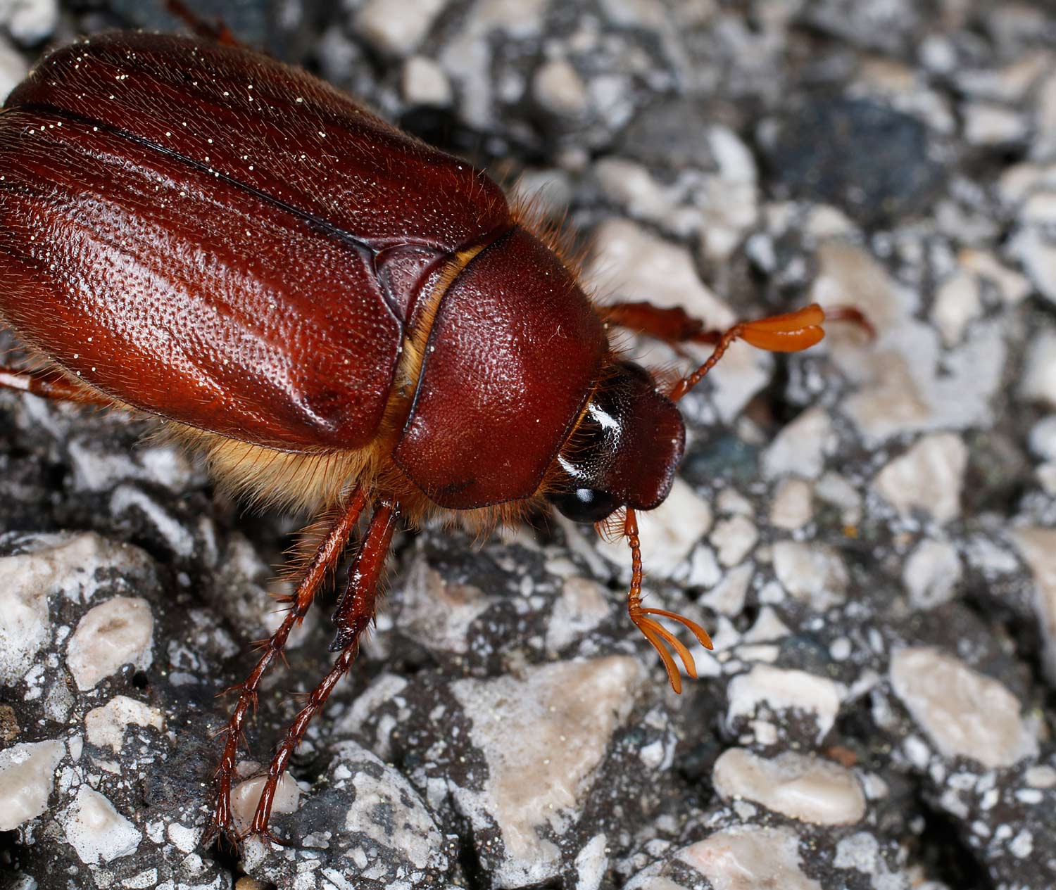 Melolonthidae: Rhizotrogus aestivus?  No, Holochelus fraxinicola